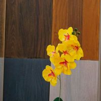 Limpeza piso madeira bona Limpeza piso madeira bona